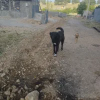 سگ سرابی|سگ|یاسوج, |دیوار