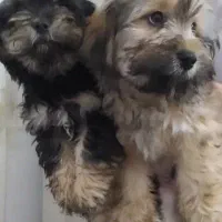 توله سگ شیتزو تریر