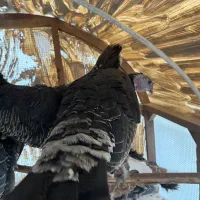 بوقلمون برنز و بوربور