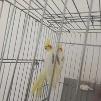 عروس‌هلندی‌‌دوکت‌مولد