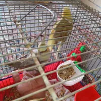 جهت معاوضه غیرازکبوتر کاملا دستی نروماده