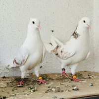 دو جفت کفتر ناب