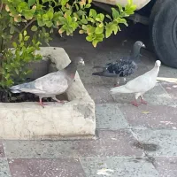 کبوتر