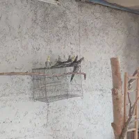 عروس هلندی