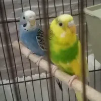 مرغ عشق نر و ماده