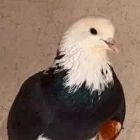 کفترپرشی