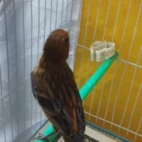 قناری ماده دارچینی سوخته|پرنده|مشهد, ادیب نیشابوری (شهرک غرب)|دیوار