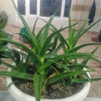 گل.|گل و گیاه طبیعی|جوانرود, |دیوار