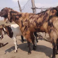 نربز