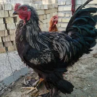 تخم مرغ نطفه دار از نژاد برهما هرعدد22000تومان|حیوانات مزرعه|نیریز, |دیوار