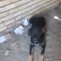 واگذاری سگ جرمن