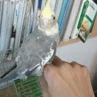 عروس دستی بالغ|پرنده|اردکان, |دیوار