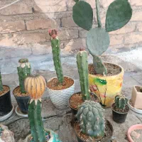 کاکتوس فروش فوری به دلیل مشکلات