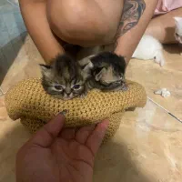 گربه هیمالین|گربه|بندر انزلی, بی بی حوریه|دیوار