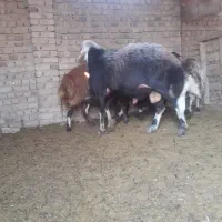 قوچ|حیوانات مزرعه|کوزران, |دیوار