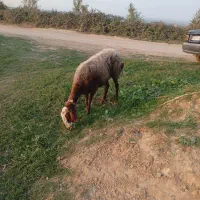 دو راس گوسفند ابستن|حیوانات مزرعه|نکا, |دیوار