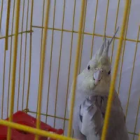 فروش عروس هلندی ماده دستی