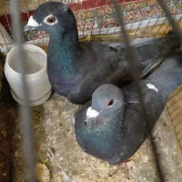 ۴جفت پلاکی اصل یه جفت دمگیر سرخ