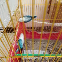 طوطی کوتوله رنگ خاص