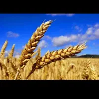 فروش بذر گندم درجه 1 بوجاری شده سفید بدون زدن دارو