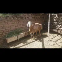 شیشک قندوزی جنسدار