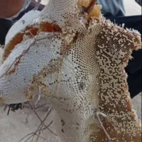 عسل طبیعی کُنار، صخره