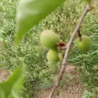 باغ شفیع اباد|فروش زمین و ملک کلنگی|قزوین, |دیوار