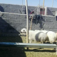 میش کاور دندون شیر