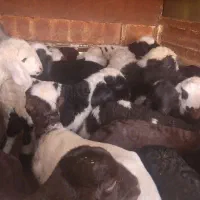 بره شیری و بزغاله شیری و دام برای کشتن