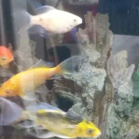 ماهی کوی و مولی