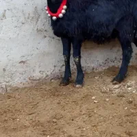 بره قوچ سر سفید|حیوانات مزرعه|باروق, |دیوار