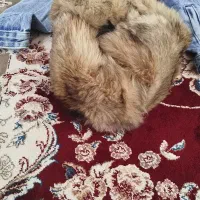 لباس|لباس|کنگاور, |دیوار