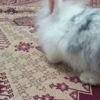 خرگوش -لوپ نر|موش و خرگوش|مشهد, فرخد|دیوار