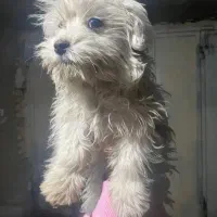 واگذاری سگ خوشگل