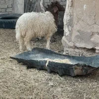 یک عددبره نرسرحال هیکلی ویک چش پروارفروشن|حیوانات مزرعه|آبدانان, |دیوار