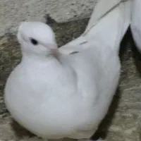 سفید کاکلی پاپر|پرنده|پاکدشت, پاکدشت (مامازند)|دیوار