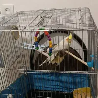 عروس به دو جوجه سر حال|پرنده|خوسف, |دیوار