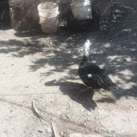 اردک نر و ماده فروشی