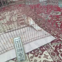 کنترل یا کریم