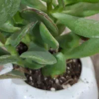 گل تنه درختی|گل و گیاه طبیعی|بروجرد, |دیوار