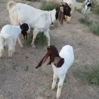 بز کاموری اصل ۳قلو زا