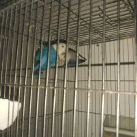 طوطی کوتوله مولد وفنچ گلدین رنگ زرد کله قرمز