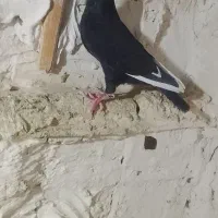 مینا سیاه کرمانی