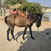 اسب|اسب و تجهیزات اسب‌سواری|لوداب, |دیوار