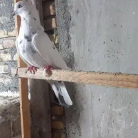 کبوتر پرشی|پرنده|بندر ترکمن, |دیوار