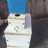 جفت عروس هلندی لوتینو تخم گذار|پرنده|کرمان, |دیوار