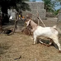 بزبوئرسنگین وزن ابستن دوماهونیم مچ قلمدار