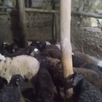 فروش تعدادی بره نروماده|حیوانات مزرعه|کرفتو, |دیوار