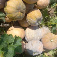 کدو زرد و شیرین|خوردنی و آشامیدنی|نوکنده, |دیوار