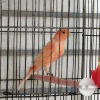 قناری|پرنده|دزفول, |دیوار